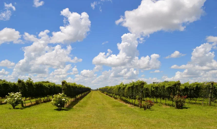 Enoturismo en Córdoba: tres bodegas para visitar y probar los vinos cordobeses